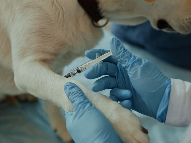 AIM Vaccine публикува последните предклинични данни за mRNA ваксина срещу бяс в „npj ваксини“: Необходими са само две дози, за да се осигури 100% безопасна и ефективна имунна защита